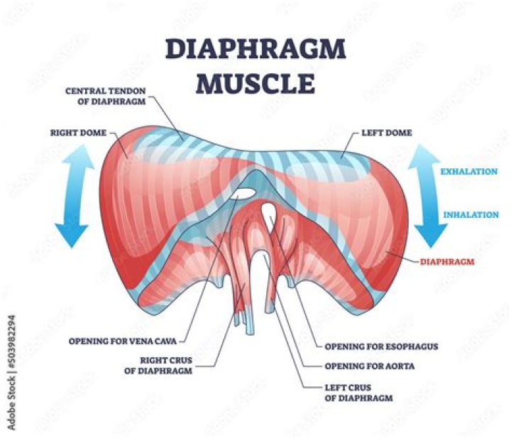 During inspiration muscles of diaphragm?