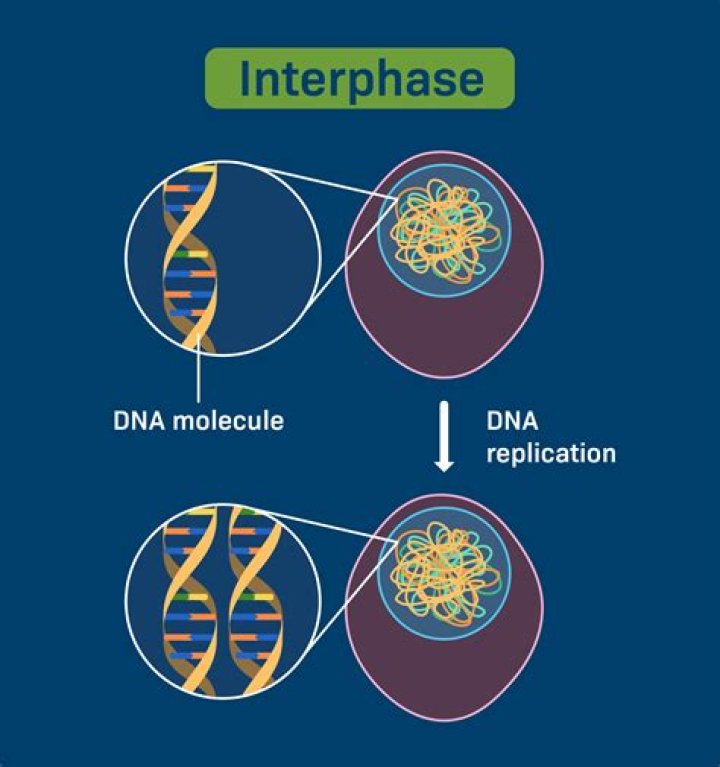 During interphase the dna is loosely coiled and called?