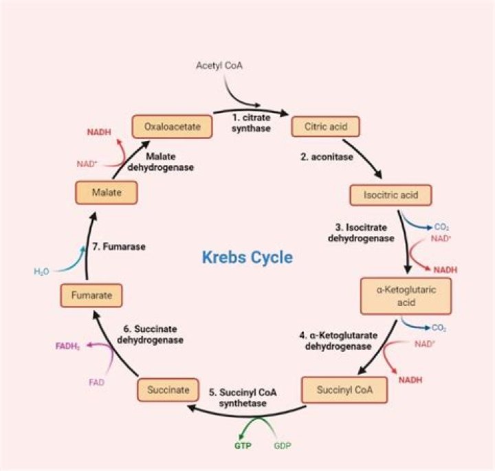 During krebs cycle succinate is converted to?