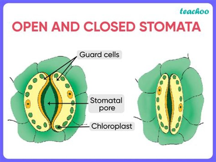 During night the stomata are open in?