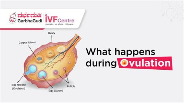 During ovulation do you cramp?