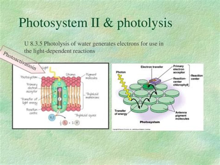 During photolysis of water protons and electrons are released into?