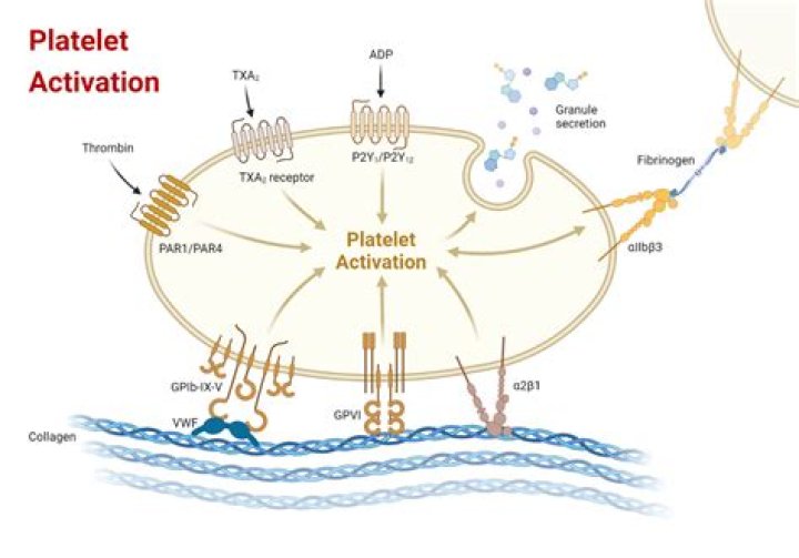 During platelet plug formation platelets adhere to?