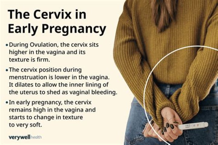 During pregnancy when does your cervix close?