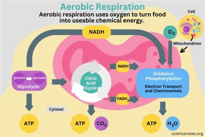 During respiration energy is released in the form of?