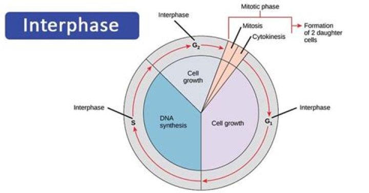 During the s portion of interphase what is the cell doing?