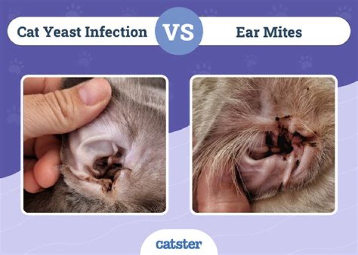 For cats kill ear mites?