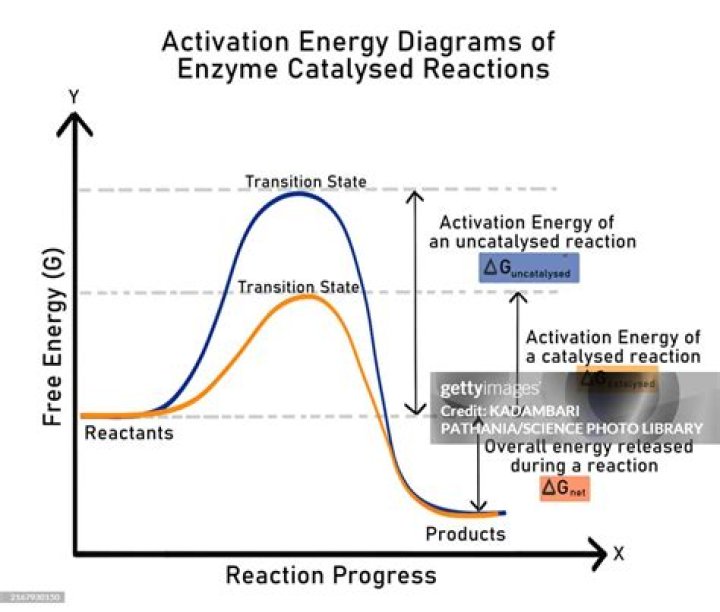 For enzyme catalyzed reaction?