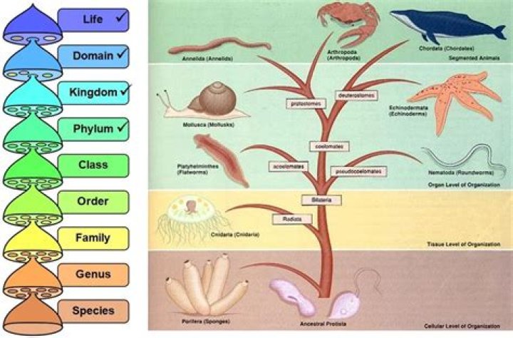 For the first time tissue are formed in phylum?