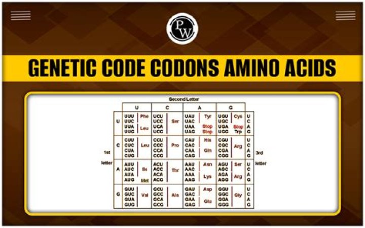 Has 64 codons that code for amino acids?