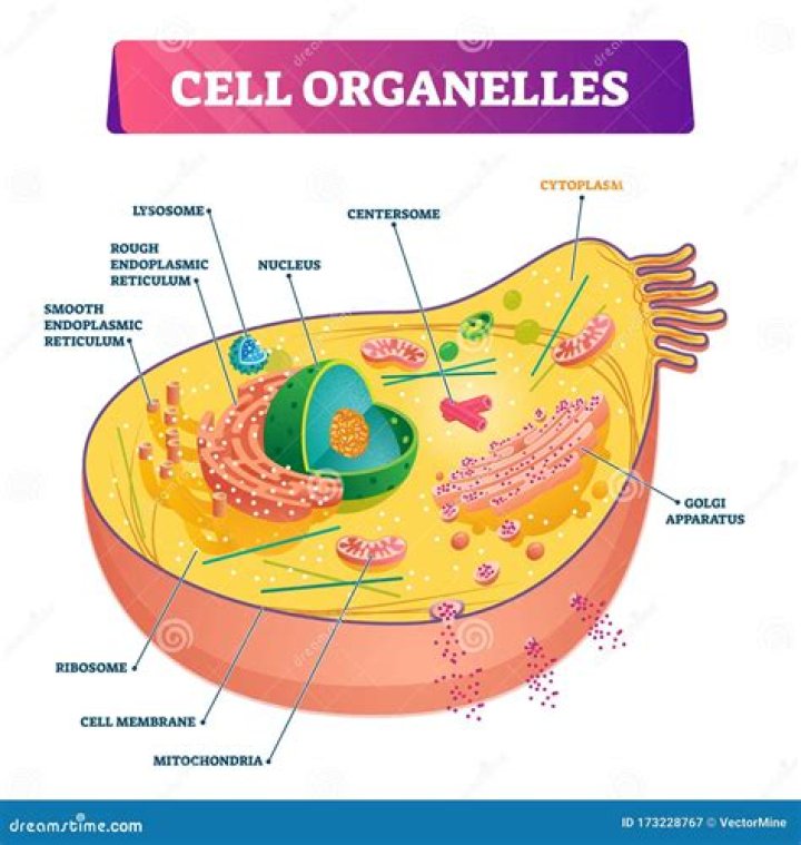 Has a cell organelle?