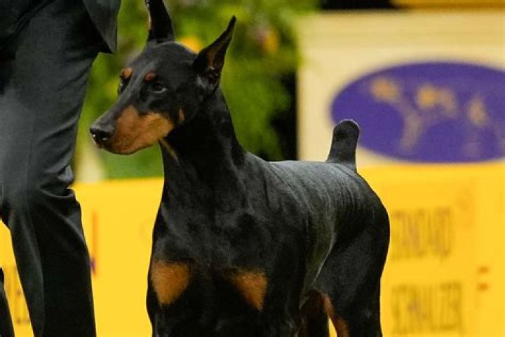 Has doberman ever won best in show?