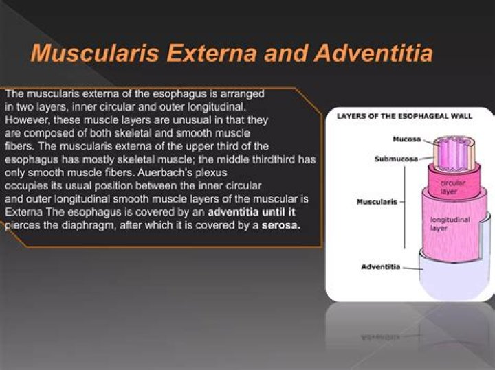 Has three muscularis externa layers?