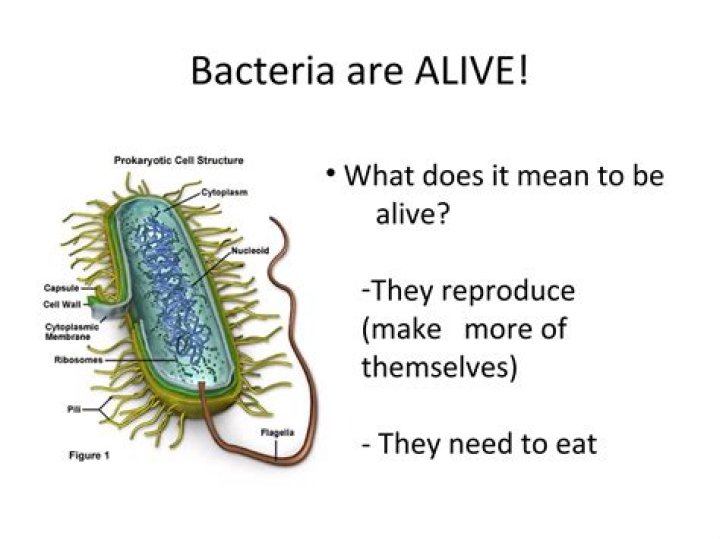 How alive is bacteria?
