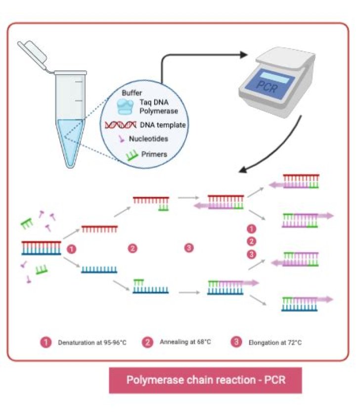 How amplification of dna is done by using pcr?