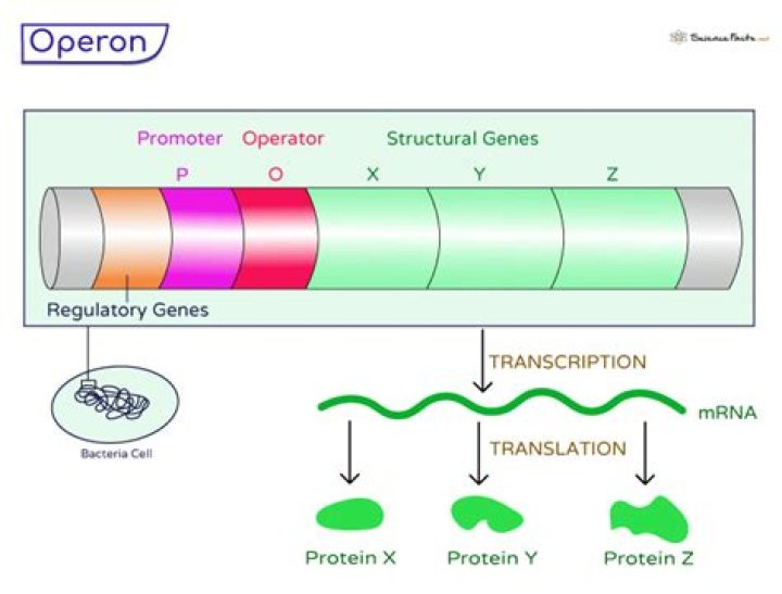How arabinose operon is different from other operon?