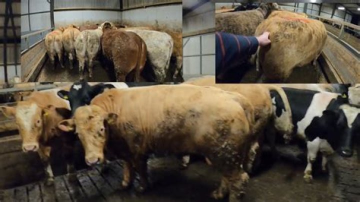 How are cows killed before slaughter?