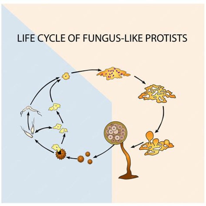 How are fungus like protists similar to fungi?