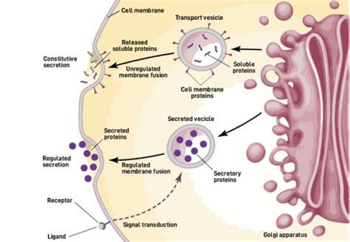 How are lysosomes and vacuoles different?