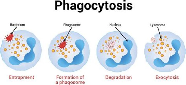 How are phagocytosis and pinocytosis the same?