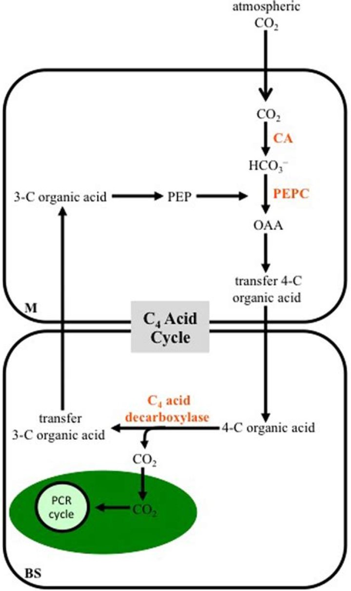 How bicarbonate is formed?
