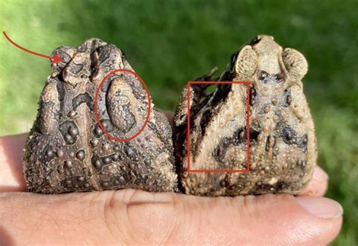 How big are bufo toads?