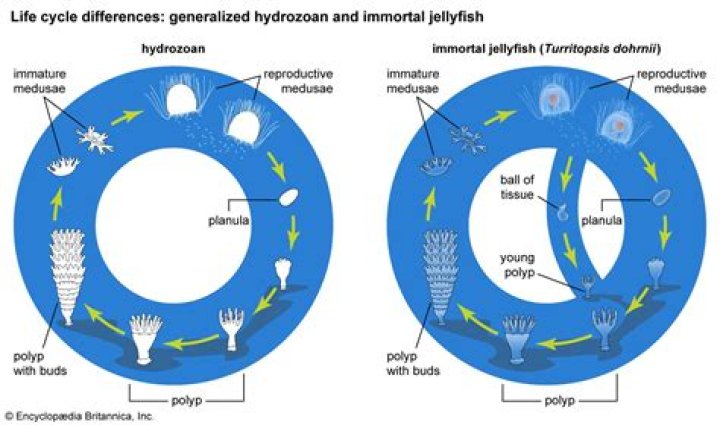 How big are hydrozoans?