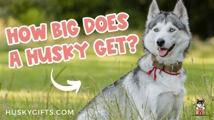 How big do bushmasters get?