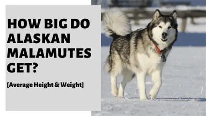 How big do malamutes get?