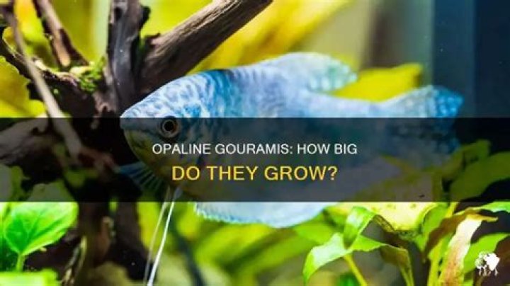 How big do opaline gouramis get?