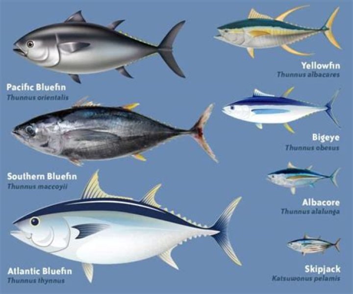 How big do skipjack get?