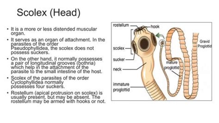How big is a scolex?