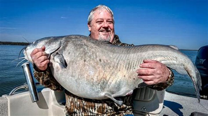 How big is lake dardanelle?