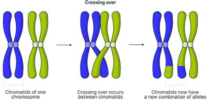 How crossing over occurs?