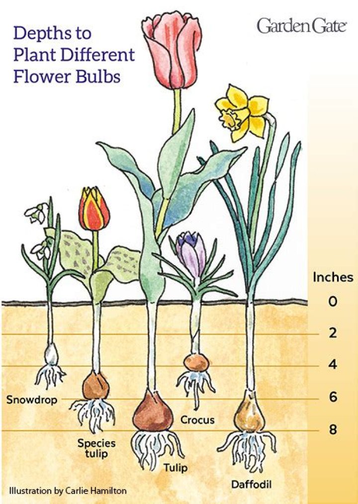 How deep should tulip bulbs be planted?