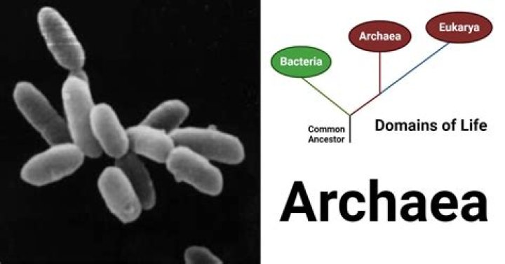 How do archaea get food?