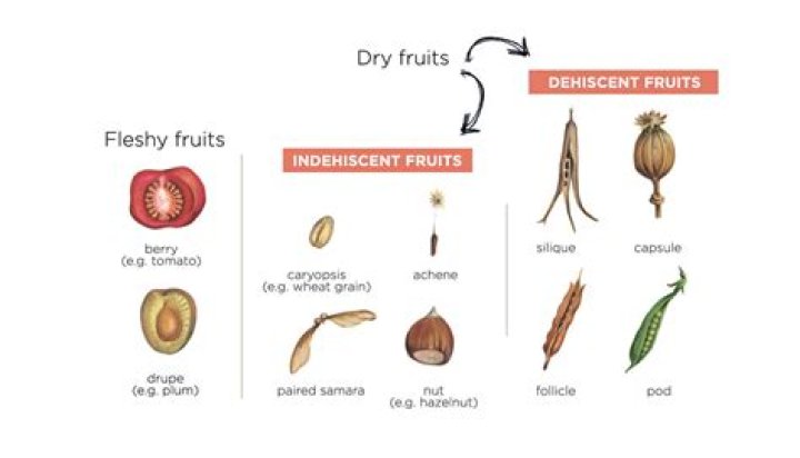 How do dehiscent and indehiscent fruits differ?