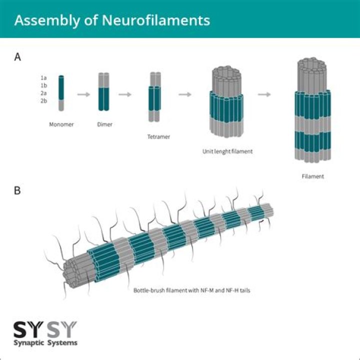 How do neurofibrils differ from nerve fibers?