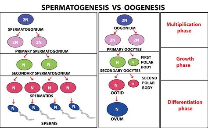 How do oogenesis and spermatogenesis differ?