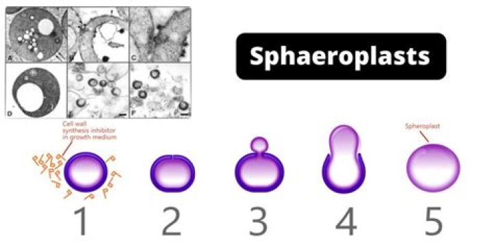How do spheroplasts and protoplasts differ?