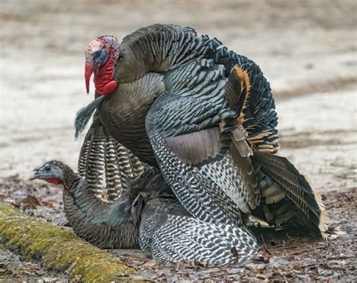 How do turkeys mate?
