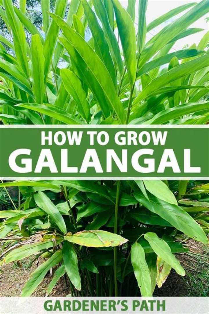 How do you grow galangal?