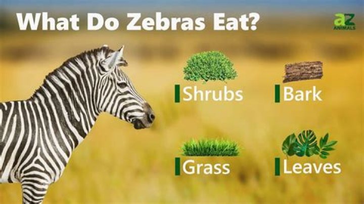 How do zebra duikers eat?