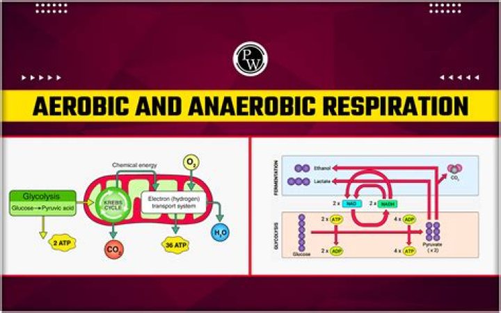 How does anaerobic respiration occur?