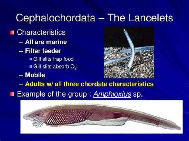 How does cephalochordata reproduce?