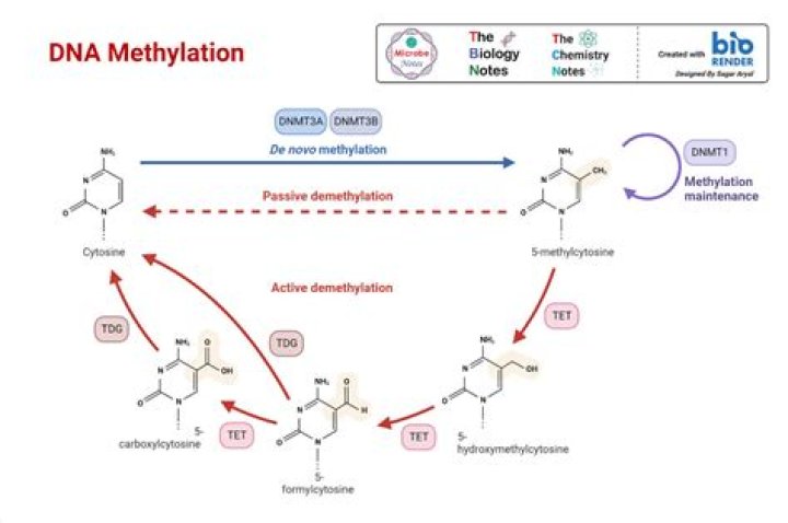 How does dna demethylation work?
