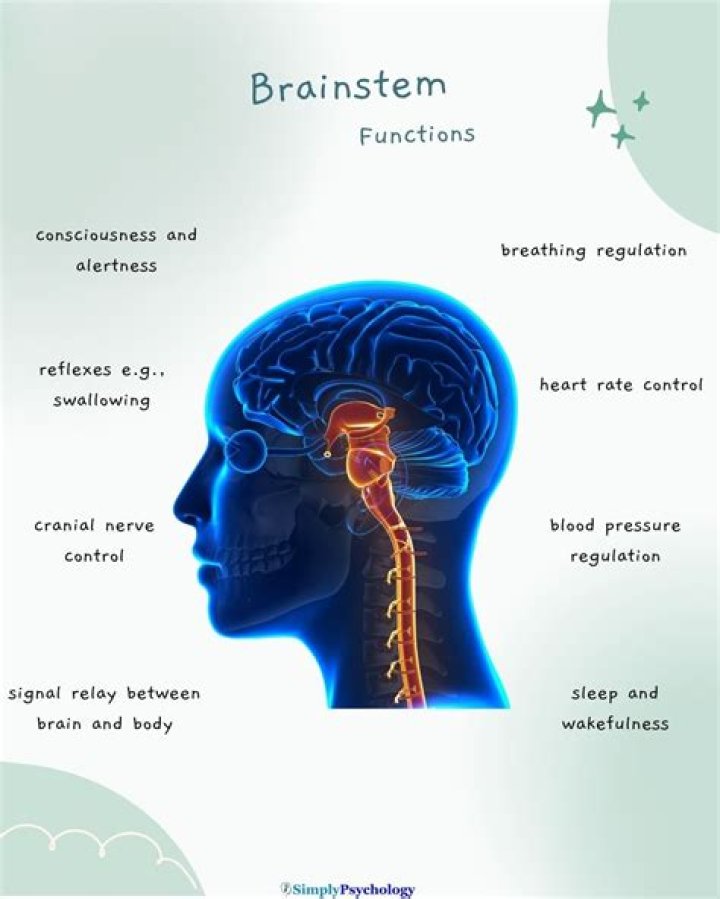 How does the brainstem regulate breathing?