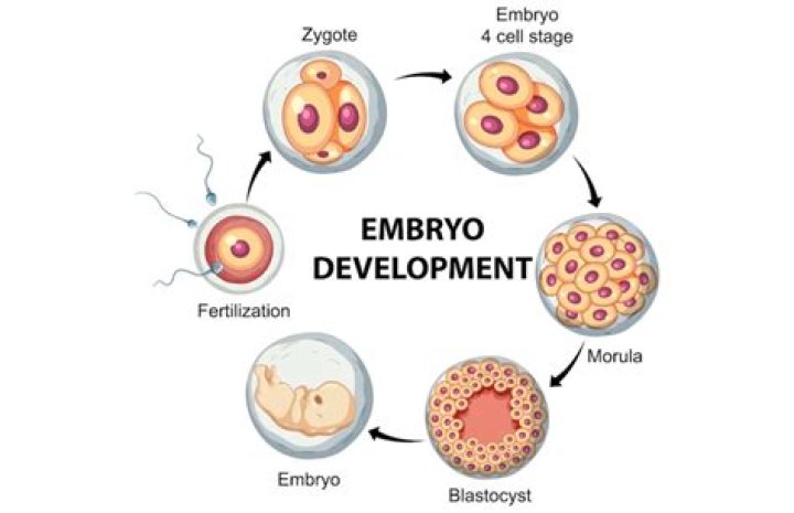 How embryological evidence helps to define phylogeny?