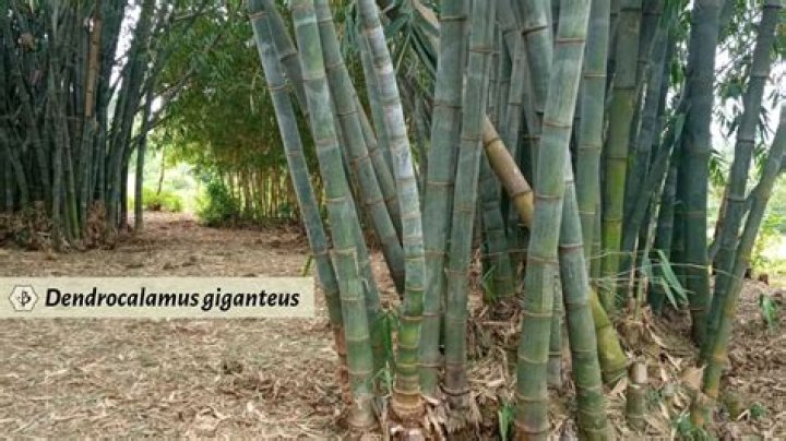 How fast does dendrocalamus giganteus grow?