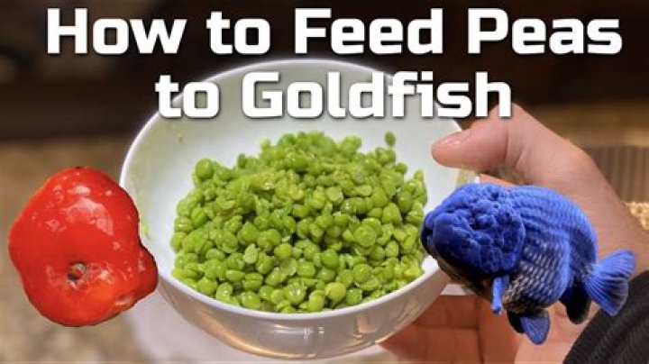 How feeding fish peas?
